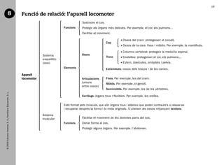 16

                                    8                           Funció de relació: l’aparell locomotor
                                                                                                      Sostindre el cos.
                                                                                         Funcions     Protegir els òrgans més delicats. Per exemple, el cor, els pulmons…
                                                                                                      Facilitar el moviment.

                                                                                                                                       O
                                                                                                                                        ssos del crani: protegeixen el cervell.
                                                                                                                          Cap
                                                                                                                                       O
                                                                                                                                        ssos de la cara: fixos i mòbils. Per exemple, la mandíbula.

                                                                                                                                       C
                                                                                                                                        olumna vertebral: protegeix la medul·la espinal.
                                                                            Sistema                   Ossos
                                                                                                                          Tronc        C
                                                                                                                                        ostelles: protegeixen el cor, els pulmons...
                                                                            esquelètic
                                                                            (ossi)                                                     E
                                                                                                                                        stern, clavícules, omòplats i pelvis.
                                                                                         Elements                         Extremitats: ossos dels braços i de les cames.
                                                                Aparell
                                                                locomotor                             Articulacions       Fixes. Per exemple, les del crani.
                                                                                                      (unions             Mòbils. Per exemple, el genoll.
                                                                                                      entre ossos)
                                                                                                                          Semimòbils. Per exemple, les de les vèrtebres.
   © 2009 Edicions Voramar, S. A./Santillana Educación, S. L.




                                                                                                      Cartílags: òrgans tous i flexibles. Per exemple, les orelles.

                                                                                         Està format pels músculs, que són òrgans tous i elàstics que poden contraure’s o relaxar-se
                                                                                         i recuperar després la forma i la mida originals. S’uneixen als ossos mitjançant tendons.

                                                                            Sistema
                                                                            muscular                  Facilitar el moviment de les distintes parts del cos.
                                                                                         Funcions     Donar forma al cos.
                                                                                                      Protegir alguns òrgans. Per exemple, l’abdomen.




166113 _ 0001-0064.indd 16                                                                                                                                                                             17/2/09 12:35:04
 