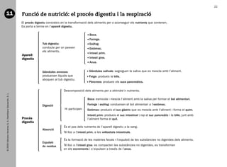 22

   11                                                           Funció de nutrició: el procés digestiu i la respiració
                                                                El procés digestiu consisteix en la transformació dels aliments per a aconseguir els nutrients que contenen.
                                                                Es porta a terme en l’aparell digestiu.

                                                                                                                     oca.
                                                                                                                    B
                                                                                                                     aringe.
                                                                                                                    F
                                                                               Tub digestiu:                         sòfag.
                                                                                                                    E
                                                                               conducte per on passen                stómac.
                                                                                                                    E
                                                                               els aliments.
                                                                                                                    ntestí prim.
                                                                                                                    I
                                                                Aparell
                                                                digestiu                                            ntestí gros.
                                                                                                                    I
                                                                                                                     nus.
                                                                                                                    A


                                                                               Glàndules annexes:                    làndules salivals: segreguen la saliva que es mescla amb l’aliment.
                                                                                                                    G
                                                                               produeixen líquids que                etge: produeix la bilis.
                                                                                                                    F
                                                                               aboquen al tub digestiu.
                                                                                                                     àncrees: produeix els sucs pancreàtics.
                                                                                                                    P

                                                                                               Descomposició dels aliments per a obtindre’n nutrients.
   © 2009 Edicions Voramar, S. A./Santillana Educación, S. L.




                                                                                                                  Boca: esmicola i mescla l’aliment amb la saliva per formar el bol alimentari.

                                                                               Digestió                           Faringe i esòfag: condueixen el bol alimentari a l’estómac.
                                                                                                Hi participen     Estómac: produeix el suc gàstric que es mescla amb l’aliment i forma el quim.
                                                                                                                  Intestí prim: produeix el suc intestinal i rep el suc pancreàtic i la bilis; junt amb
                                                                Procés                                            l’aliment forma el quil.
                                                                digestiu
                                                                                               És el pas dels nutrients de l’aparell digestiu a la sang.
                                                                               Absorció
                                                                                               Té lloc a l’intestí prim, a les vellositats intestinals.

                                                                                               És la formació de les matèries fecals i l’expulsió de les substàncies no digerides dels aliments.
                                                                               Expulsió
                                                                               de residus      Té lloc a l’intestí gros: es compacten les substàncies no digerides, es transformen
                                                                                               en els excrements i s’expulsen a través de l’anus.




166113 _ 0001-0064.indd 22                                                                                                                                                                                17/2/09 12:35:08
 