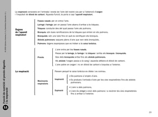 La respiració consisteix en l’entrada i eixida de l’aire del nostre cos per a l’obtenció d’oxigen
             © 2009 Edicions Voramar, S. A./Santillana Educación, S. L.



                                                                          i l’expulsió de diòxid de carboni. Aquesta funció, la porta a cap l’aparell respiratori.

                                                                                                  Fosses nasals: per on entra l’aire.
                                                                                                  Laringe i faringe: per on passa l’aire abans d’arribar a la tràquea.
                                                                                                  Tràquea: conducte des del qual passa l’aire als pulmons.
                                                                          Òrgans
                                                                          de l’aparell            Bronquis: són dues ramificacions de la tràquea que entren en els pulmons.
                                                                          respiratori             Bronquíols: són uns tubs fins en què es ramifiquen els bronquis.
                                                                                                  Alvèols pulmonars: saquets plens d’aire que ixen dels bronquíols.
                                                                                                  Pulmons: òrgans esponjosos que es troben a la caixa toràcica.

                                                                                                                      L’aire entra per les fosses nasals.
                                                                                                                      Passa per la laringe, la faringe i la tràquea i arriba als bronquis i bronquíols.
                                                                                                  Procés              Des dels bronquíols arriba fins als alvèols pulmonars.
                                                                                                                      Als alvèols l’oxigen passa a la sang i aquesta allibera el diòxid de carboni.
Funció de nutrició: el procés digestiu




                                                                                                                      L’aire pobre en oxigen i ric en diòxid de carboni s’expulsa a l’exterior.


                                                                          La respiració                               Passen perquè la caixa toràcica es dilata i es contrau.

                                                                                                                                        E
                                                                                                                                         ls pulmons s’omplin d’aire.
                                                                                                                      Inspiració        E
                                                                                                                                         s produeix l’entrada d’aire per les vies respiratòries fins als alvèols
                                                                                                  Moviments
                                                                                                                                        pulmonars.
                                                                                                  respiratoris
                                                                                                                                        L
                                                                                                                                         ’aire ix dels pulmons.
i la respiració




                                                                                                                      Expiració         L
                                                                                                                                         ’aire és obligat a eixir dels pulmons i a recórrer les vies respiratòries
                                                                                                                                        fins a arribar a l’exterior.




        11
                                                                                                                                                                                                                        23


166113 _ 0001-0064.indd 23                                                                                                                                                                                            17/2/09 12:35:08
 