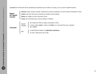 L’excreció és l’eliminació de les substàncies residuals que es troben a la sang. La du a terme l’aparell excretor.
          © 2009 Edicions Voramar, S. A./Santillana Educación, S. L.




                                                                                           Renyons: estan situats a banda i banda de la columna vertebral, a la zona lumbar. Produeixen l’orina.
                                                                       Òrgans              Urèters: són dos tubs que connecten els renyons amb la bufeta.
                                                                       de l’aparell
                                                                       excretor            Bufeta: és l’òrgan en què s’acumula l’orina.
                                                                                           Uretra: és el conducte que va de la bufeta a l’exterior.

                                                                                                          Als renyons es filtra la sang i es produeix l’orina.
                                                                                           Aparell
                                                                                           excretor       L’orina ix pels urèters i arriba a la bufeta, on s’acumula fins que s’expulsa
                                                                                                          per l’uretra.
                                                                       L’excreció
                                                                                                          La pell fabrica la suor a les glàndules sudorípares.
                                                                                           Pell
                                                                                                          La suor ix pels porus de la pell.
  Funció de nutrició: la circulació i l’excreció




  12
                                                                                                                                                                                                     25


166113 _ 0001-0064.indd 25                                                                                                                                                                         17/2/09 12:35:10
 