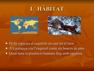 L´ HÀBITAT <ul><li>Hi ha especies d’esquirols en casi tot el mon </li></ul><ul><li>A Catalunya viu l’esquirol comú als bos...
