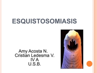 ESQUISTOSOMIASIS



 Amy Acosta N.
Cristian Ledesma V.
         IV A
       U.S.B.
 