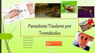 Parasitosis Tisulares por 
Tremátodos 
• Carrillo Tatiana 
• Cisneros Marco 
• Pazos Angélica 
• Vallejo Evelyn 
• Tene Jessica 
Dr. 
Fabián 
Arias 
 