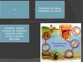 Ix
Contacto con agua
infestada con larvas
Canales, zanjas,
campos de irrigación
mientras nadan,
bañan o tareas
agrícolas
 