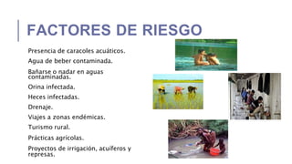 FACTORES DE RIESGO
Presencia de caracoles acuáticos.
Agua de beber contaminada.
Bañarse o nadar en aguas
contaminadas.
Orina infectada.
Heces infectadas.
Drenaje.
Viajes a zonas endémicas.
Turismo rural.
Prácticas agrícolas.
Proyectos de irrigación, acuíferos y
represas.
 