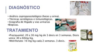 DIAGNÓSTICO
• Análisis coproparasitológico (heces y orina).
• Técnicas serológicas e inmunológicas.
• Ecografia de Higado y vias urinarias
•Biopsias.
TRATAMIENTO
•Praziquantel: 20 a 30 mg/kg de 3 dosis en 3 semanas. Dosis
unica: 40 a 60mg/kg.
•Metrifonato: 10 mg/kg cada 2 semanas. 3 dosis.
 