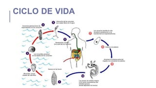 CICLO DE VIDA
 