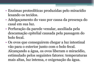 • Enzimas proteolíticas produzidas pelo miracídio
  lesando os tecidos.
• Adelgaçamento do vaso por causa da presença do
  casal em sua luz.
• Perfuração da parede venular, auxiliada pela
  descamação epitelial causada pela passagem do
  bolo fecal.
• Os ovos que conseguirem chegar a luz intestinal
  vão para o exterior junto com o bolo fecal.
  Alcançando a água, os ovos liberam o miracídio,
  estimulado pelos seguintes fatores: temperaturas
  mais altas, luz intensa, e oxigenação da água.
 