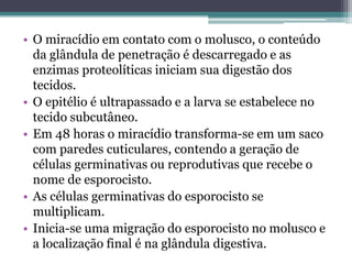 • O miracídio em contato com o molusco, o conteúdo
  da glândula de penetração é descarregado e as
  enzimas proteolíticas iniciam sua digestão dos
  tecidos.
• O epitélio é ultrapassado e a larva se estabelece no
  tecido subcutâneo.
• Em 48 horas o miracídio transforma-se em um saco
  com paredes cuticulares, contendo a geração de
  células germinativas ou reprodutivas que recebe o
  nome de esporocisto.
• As células germinativas do esporocisto se
  multiplicam.
• Inicia-se uma migração do esporocisto no molusco e
  a localização final é na glândula digestiva.
 