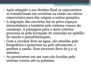 • Após atingido o seu destino final os esporocistos
  se transformam em cercárias ou então em outros
  esporocistos para dar origem a outras gerações.
• A migração das cercárias faz-se pelos espaços
  intracelulares e também pelo sistema venoso do
  caramujo. A passagem para o meio exterior
  processa-se pela formação de vesículas no epitélio
  do manto e pseudobrânquia.
• Com a cercária livre na água, são atraídas pelo
  hospedeiro e penetram na pele ativamente, e
  perdem a cauda. Esse processo dura de 5 a 15
  minutos.
• Ao penetrarem em um vaso são levadas pelo
  sistema venoso até os pulmões.
 
