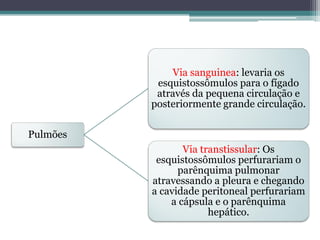 Via sanguinea: levaria os
           esquistossômulos para o fígado
           através da pequena circulação e
          posteriormente grande circulação.

Pulmões
                 Via transtissular: Os
           esquistossômulos perfurariam o
                parênquima pulmonar
          atravessando a pleura e chegando
          a cavidade peritoneal perfurariam
              a cápsula e o parênquima
                       hepático.
 