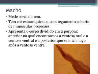 Macho
• Mede cerca de 1cm.
• Tem cor esbranquiçada, com tegumento coberto
  de minúsculas projeções.
• Apresenta o corpo dividido em 2 porções:
  anterior na qual encontramos a ventosa oral e a
  ventose ventral e a posterior que se inicia logo
  após a ventosa ventral.
 