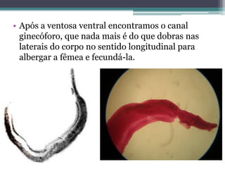 • Após a ventosa ventral encontramos o canal
  ginecóforo, que nada mais é do que dobras nas
  laterais do corpo no sentido longitudinal para
  albergar a fêmea e fecundá-la.
 
