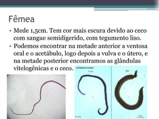 Fêmea
• Mede 1,5cm. Tem cor mais escura devido ao ceco
  com sangue semidigerido, com tegumento liso.
• Podemos encontrar na metade anterior a ventosa
  oral e o acetábulo, logo depois a vulva e o útero, e
  na metade posterior encontramos as glândulas
  vitelogênicas e o ceco.
 