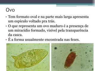 Ovo
• Tem formato oval e na parte mais larga apresenta
  um espículo voltado pra trás.
• O que representa um ovo maduro é a presença de
  um miracídio formado, visível pela transparência
  da casca.
• É a forma usualmente encontrada nas fezes.
 