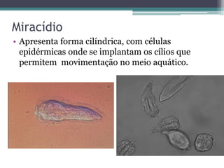 Miracídio
• Apresenta forma cilíndrica, com células
  epidérmicas onde se implantam os cílios que
  permitem movimentação no meio aquático.
 