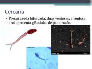 Cercária
• Possui cauda bifurcada, duas ventosas, a ventosa
  oral apresenta glândulas de penetração.
 