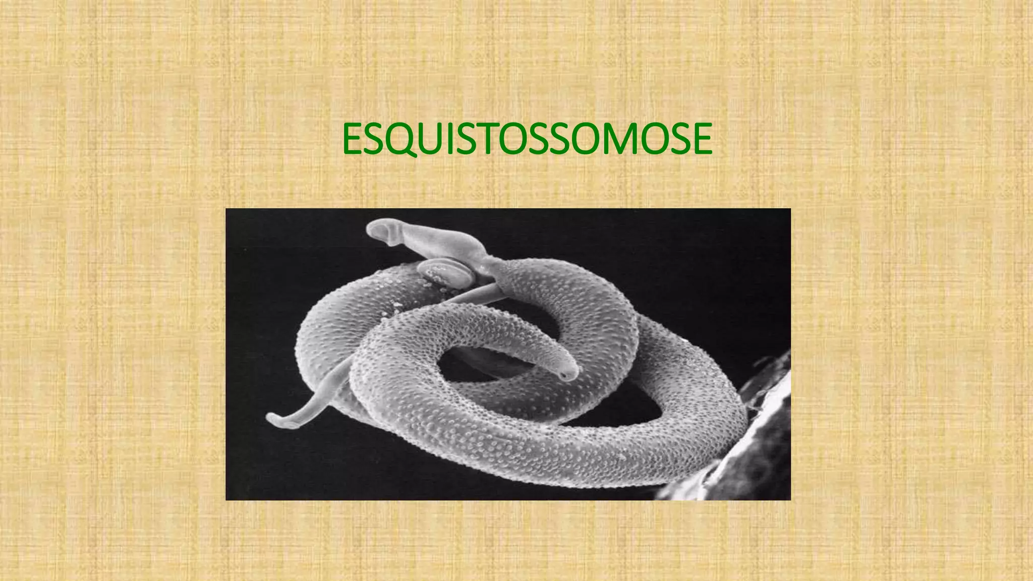 Esquistossomose | PPT