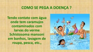 COMO SE PEGA A DOENÇA ?
Tendo contato com água
onde tem caramujos
contaminados com
larvas do verme
Schistosoma mansoni
em banhos, lavagem de
roupa, pesca, etc.,
 