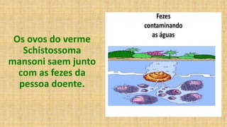 Os ovos do verme
Schistossoma
mansoni saem junto
com as fezes da
pessoa doente.
 