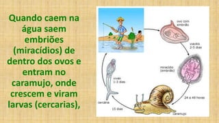 Quando caem na
água saem
embriões
(miracídios) de
dentro dos ovos e
entram no
caramujo, onde
crescem e viram
larvas (cercarias),
 