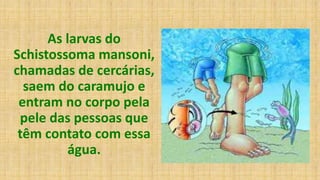 As larvas do
Schistossoma mansoni,
chamadas de cercárias,
saem do caramujo e
entram no corpo pela
pele das pessoas que
têm contato com essa
água.
 