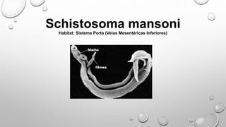 Schistosoma mansoni
Habitat: Sistema Porta (Veias Mesentéricas Inferiores)
 