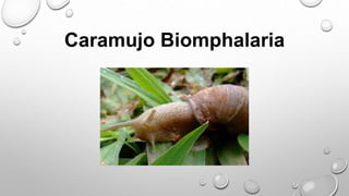 Caramujo Biomphalaria
 