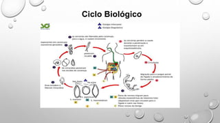 Ciclo Biológico
 