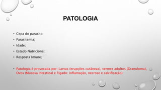 PATOLOGIA
• Cepa do parasito;
• Parasitemia;
• Idade;
• Estado Nutricional;
• Resposta Imune;
• Patologia é provocada por: Larvas (erupções cutâneas), vermes adultos (Granuloma),
Ovos (Mucosa intestinal e Fígado: inflamação, necrose e calcificação)
 