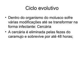 Ciclo evolutivo Dentro do organismo do molusco sofre várias modificações até se transformar na forma infectante: Cercária A cercária é eliminada pelas fezes do caramujo e sobrevive por até 48 horas; 