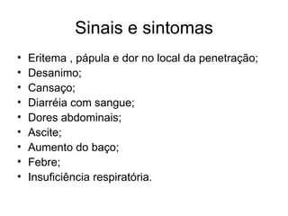 Sinais e sintomas Eritema , pápula e dor no local da penetração; Desanimo; Cansaço; Diarréia com sangue; Dores abdominais; Ascite; Aumento do baço; Febre; Insuficiência respiratória. 