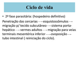 Ciclo de vida
• 2ª fase parasitária: (hospedeiro definitivo)
Penetração das cercarias esquistossômulos
migração p/ tecido subcutâneo sistema porta-
hepático vermes adultos migração para veias
terminais mesentérica inferior ovoposição
tubo intestinal ( reiniciação do ciclo).
 