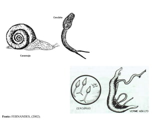Fonte: FERNANDES, (2002).
 
