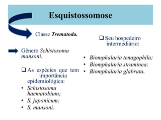 Esquistossomose
Gênero Schistosoma
mansoni.
As espécies que tem
importância
epidemiológica:
• Schistosoma
haematobium;
• S. japonicum;
• S. mansoni.
Seu hospedeiro
intermediário:
• Biomphalaria tenagophila;
• Biomphalaria straminea;
• Biomphalaria glabrata.
Classe Trematoda.
 