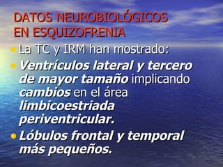 DATOS NEUROBIOLÓGICOS EN ESQUIZOFRENIA La TC y IRM han mostrado: Ventrículos lateral y tercero de mayor tamaño  implicando  cambios  en el área  limbicoestriada periventricular. Lóbulos frontal y temporal más pequeños. 