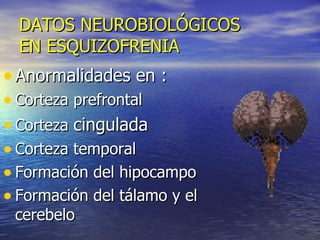 DATOS NEUROBIOLÓGICOS EN ESQUIZOFRENIA Anormalidades en : Corteza prefrontal Corteza  cingulada Corteza temporal Formación del hipocampo Formación del tálamo y el cerebelo 