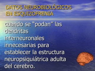 DATOS NEUROBIOLÓGICOS EN ESQUIZOFRENIA cuando se “podan” las dendritas interneuronales innecesarias para establecer la estructura neuropsiquiátrica adulta del cerebro. 