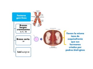Sinospsis de Psiquiatria . Kaplan Sadock. 9na Edición
Factores
genèticos
Brazos
largos:
cromosoma
5,11, 18
Brazo corto:
19
Loci 6,8 y 22
Tienen la misma
taza de
esquizofrenia
que sus
hermanos
criados por
padres biológicos
 