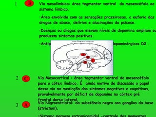 1  B Via mesolímbica: área tegmentar ventral  do mesencéfalo ao sistema límbico. Área envolvida com as sensações prazeirosas, a euforia das drogas de abuso, delírios e alucinações da psicose. Doenças ou drogas que elevam níveis de dopamina ampliam ou produzem sintomas positivos. Antipsicóticos  bloqueiam receptores dopaminérgicos   D2 . 2  C Via Mesocortical : área tegmentar ventral do mesencéfalo para o cótex límbico. É  ainda motivo de discussão o papel dessa via na mediação dos sintomas negativos e cognitivos, provalvelmente por déficit de dopamina no córtex pré frontal dorso lateral. 3 A Via Nigroestriatal: da substância negra aos ganglios da base (striatum). Sistema nervoso extrapiramidal -controle dos momentos. A B C D 