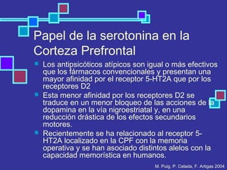 Papel de la serotonina en la
Corteza Prefrontal
 Los antipsicóticos atípicos son igual o más efectivos
que los fármacos convencionales y presentan una
mayor afinidad por el receptor 5-HT2A que por los
receptores D2
 Esta menor afinidad por los receptores D2 se
traduce en un menor bloqueo de las acciones de la
dopamina en la vía nigroestriatal y, en una
reducción drástica de los efectos secundarios
motores.
 Recientemente se ha relacionado al receptor 5-
HT2A localizado en la CPF con la memoria
operativa y se han asociado distintos alelos con la
capacidad memorística en humanos.
M. Puig, P. Celada, F. Artigas 2004
 