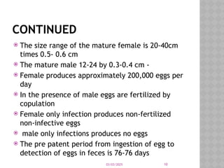 03/03/2025 10
CONTINUED
 The size range of the mature female is 20-40cm
times 0.5- 0.6 cm
 The mature male 12-24 by 0.3-0.4 cm -
 Female produces approximately 200,000 eggs per
day
 In the presence of male eggs are fertilized by
copulation
 Female only infection produces non-fertilized
non-infective eggs
 male only infections produces no eggs
 The pre patent period from ingestion of egg to
detection of eggs in feces is 76-76 days
 