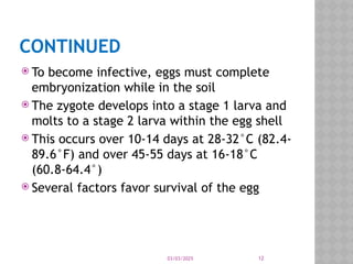 03/03/2025 12
CONTINUED
 To become infective, eggs must complete
embryonization while in the soil
 The zygote develops into a stage 1 larva and
molts to a stage 2 larva within the egg shell
 This occurs over 10-14 days at 28-32°C (82.4-
89.6°F) and over 45-55 days at 16-18°C
(60.8-64.4°)
 Several factors favor survival of the egg
 