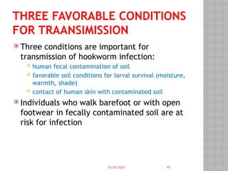 03/03/2025 47
THREE FAVORABLE CONDITIONS
FOR TRAANSIMISSION
 Three conditions are important for
transmission of hookworm infection:
 human fecal contamination of soil
 favorable soil conditions for larval survival (moisture,
warmth, shade)
 contact of human skin with contaminated soil
 Individuals who walk barefoot or with open
footwear in fecally contaminated soil are at
risk for infection
 