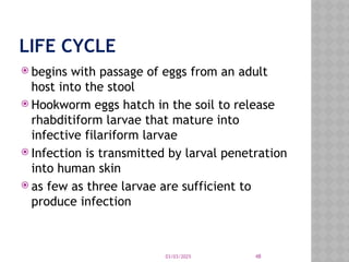 03/03/2025 48
LIFE CYCLE
 begins with passage of eggs from an adult
host into the stool
 Hookworm eggs hatch in the soil to release
rhabditiform larvae that mature into
infective filariform larvae
 Infection is transmitted by larval penetration
into human skin
 as few as three larvae are sufficient to
produce infection
 