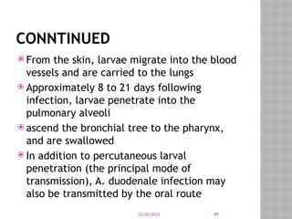 03/03/2025 49
CONNTINUED
 From the skin, larvae migrate into the blood
vessels and are carried to the lungs
 Approximately 8 to 21 days following
infection, larvae penetrate into the
pulmonary alveoli
 ascend the bronchial tree to the pharynx,
and are swallowed
 In addition to percutaneous larval
penetration (the principal mode of
transmission), A. duodenale infection may
also be transmitted by the oral route
 