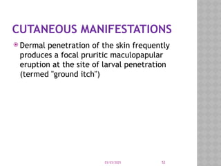03/03/2025 52
CUTANEOUS MANIFESTATIONS
 Dermal penetration of the skin frequently
produces a focal pruritic maculopapular
eruption at the site of larval penetration
(termed "ground itch")
 