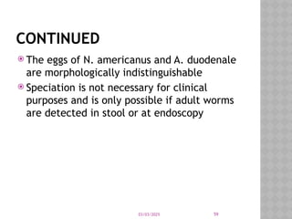 03/03/2025 59
CONTINUED
 The eggs of N. americanus and A. duodenale
are morphologically indistinguishable
 Speciation is not necessary for clinical
purposes and is only possible if adult worms
are detected in stool or at endoscopy
 