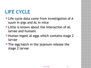 03/03/2025 8
LIFE CYCLE
 Life cycle data come from investigation of A
suum in pigs and AL in mice
 Little is known about the interaction of AL
larvae and humans
 Human ingest al eggs which contains stage 2
larvae
 The egg hatch in the jejenum release the
stage 2 larvae
 