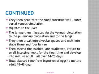 03/03/2025 9
CONTINUED
 They then penetrate the small intestine wall , inter
portal venous circulation
 Migrates to the liver
 The larvae then migrates via the venous circulation
to the pulmonary circulation and to the lungs
 They then break into alveolar spaces and molt into
stage three and four larvae
 Then ascend the trachea, are swallowed, return to
small intestine, molt for the final time and develop
into mature adult , all over 14-20 days
 Total elapsed time from ingestion of eggs to mature
adult 18-42 days
 